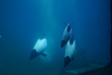 水族館で泳ぐ魚