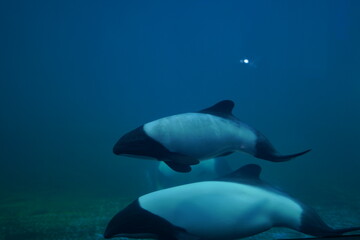 水族館で泳ぐ魚