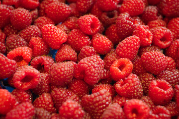 Crop of delicious raspberry berries from Kopaonik in Serbia