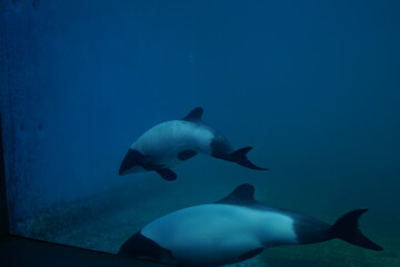水族館で泳ぐ魚
