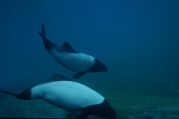 水族館で泳ぐ魚