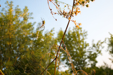 Spider on web. Beautiful morning on the autumn field. Sunshine. Nature inspiration, travel and wanderlust concept. Nostalgia filled.