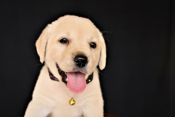 Close look of Labrador puppy with tongue out 