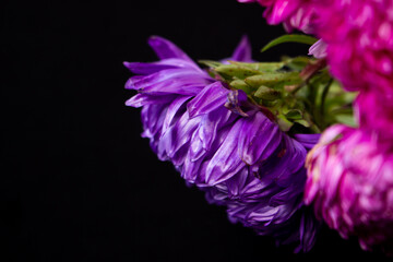 purple flower on black background