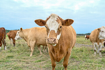Naklejka na ściany i meble cows outdoors in big field near Orebro Sweden
