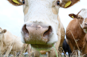cows outdoors in big field near Orebro Sweden