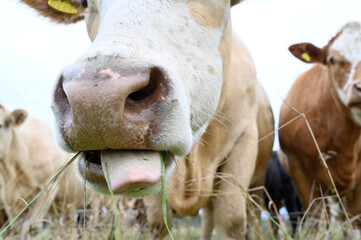 cows outdoors in big field near Orebro Sweden