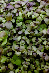 young shoots of seeds. microgreen