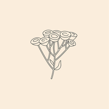 Vector linear botanical icon and symbol - tansy.