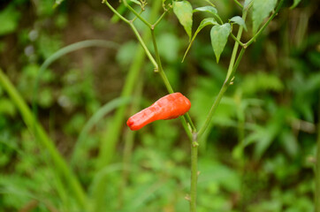 closeup the red ripe chilly with leaves and plant growing in the garden over out of focus green brown background.