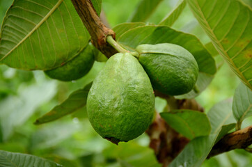 closeup the pair of ripe green guava fruit growing with leaves and branch in the farm over out of focus green brown background.