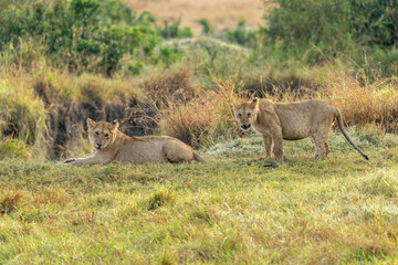 Big lion lying on savannah grass. Landscape with characteristic trees on the plain and hills in the background