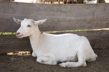 Obraz na płótnie Canvas Cute domestic goat on farm. Animal husbandry