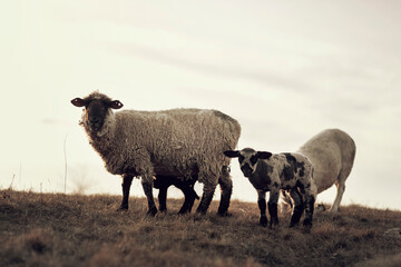 Cute little lambs gazing on meadows. 