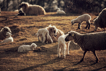 Obraz na płótnie Canvas Cute little lambs gazing on meadows. 