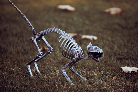 Concept of halloween. Halloween skeleton of scary cat.
