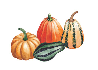 Autumn pumpkins. Watercolor composition on a white background.