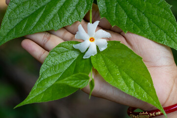 Night-flowering jasmine, Shiuli flower