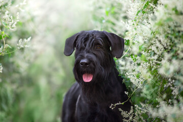 Giant schnauzer close up portrait in green leaves