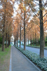 Fototapeta na wymiar Autumn Trees Along the Main Road