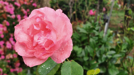 Queen Elizabeth Rose on a rainy day