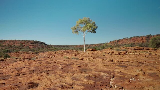 zoom in shot of a gum tree at kings canyon in watarrka national park of the northern territory, australia