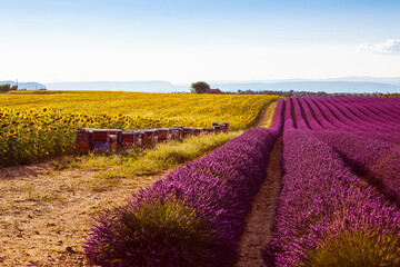 Beautiful blooming purple lavender fields near Valensole in Provence, France. Typical traditonal provencal landscape on sunset with blossoming flowers