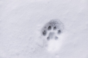 A Cat footprint on snow.
