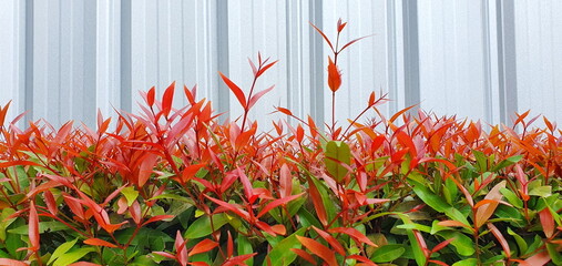 A small shrub put forth leave-buds bright red and green leaves planted along a galvanized fence...