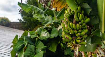 Obraz premium Banana Tree