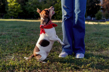Perfect pets People with dogs Teen girl dog lover plays with her puppy in park and trains him to perform commands Funny pet in red scarf  Jack Russell Terrier