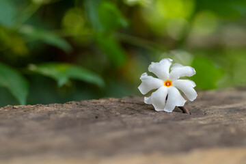 Night-flowering jasmine, Shiuli flower