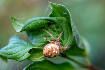 Close up of a spotted garden spider ,Araneus quadratus, woven between large green leaves
