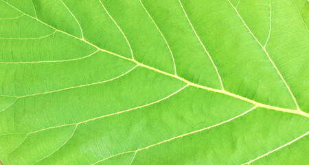 Leaf Teak