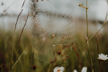 Brown spider weaves a web in a foggy forest