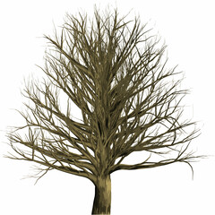 樫の木 1