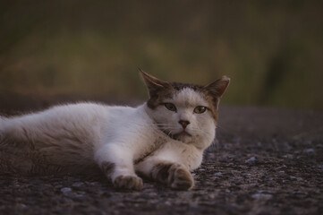 猫