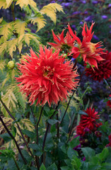 Dahlia of the 'Show N Tell' variety (Dinner Plate type) in the garden. Eye-catching semi-cactus dahlia with huge showy blooms in red and yellow