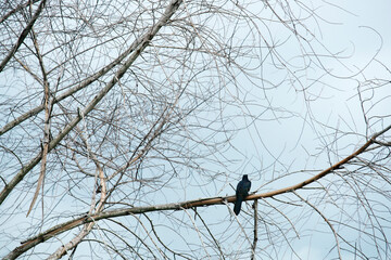 black crow on dry tree