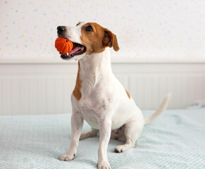 Puppy is sitting on a bed. Jack Russell Terrier