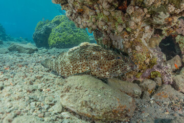 Fish swim in the Red Sea, colorful fish, Eilat Israel
