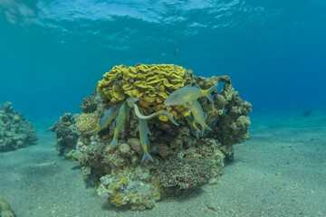 Coral reef and water plants in the Red Sea, Eilat Israel
