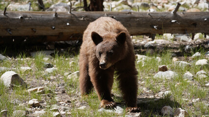 Wild Black Bear sighting near Kearsarge Pass in the Sierra Nevada Mountain Range of California, USA.