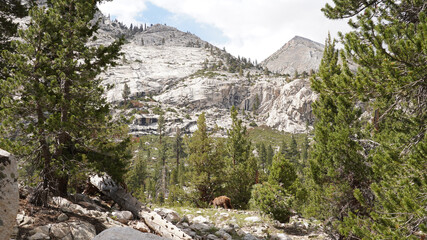 Fototapeta na wymiar Wild Black Bear sighting near Kearsarge Pass in the Sierra Nevada Mountain Range of California, USA.