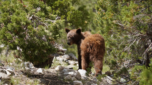 Wild Black Bear sighting near Kearsarge Pass in the Sierra Nevada Mountain Range of California, USA.