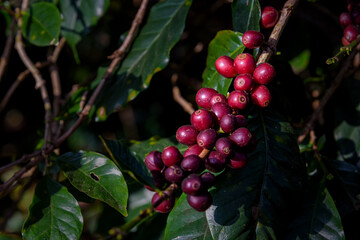 Red coffee beans are ready to be harvested on farm in the north of Thailand.