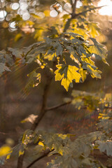 sunlight shines through maple leaves, autumn sunny day