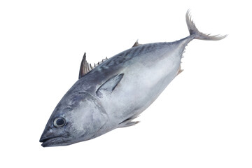 Tuna isolated on white background