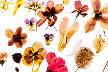 flowes and petals on the white background