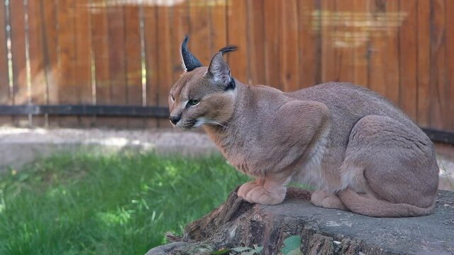 A beautiful caracal resting on a tree stump on a sunny autumn day